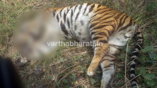 ಬಂಡೀಪುರ : 8 ವರ್ಷದ ಹೆಣ್ಣು ಹುಲಿ ಸಾವು